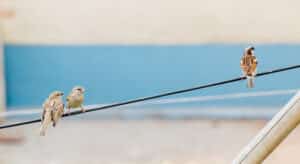 www.appr.com : What is a birdie called badminton?